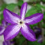 Clematis viticella venosa violacea